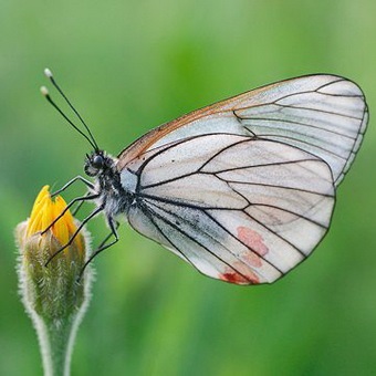 Butterfly kártevők fényképét és a nevét és hernyó kártevők és kerti