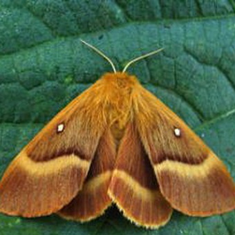 Butterfly kártevők fényképét és a nevét és hernyó kártevők és kerti