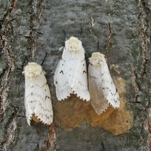 Butterfly kártevők fényképét és a nevét és hernyó kártevők és kerti