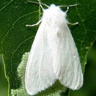 Butterfly kártevők fényképét és a nevét és hernyó kártevők és kerti