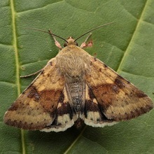 Butterfly kártevők fényképét és a nevét és hernyó kártevők és kerti