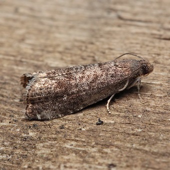 Butterfly kártevők fényképét és a nevét és hernyó kártevők és kerti