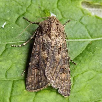 Butterfly kártevők fényképét és a nevét és hernyó kártevők és kerti