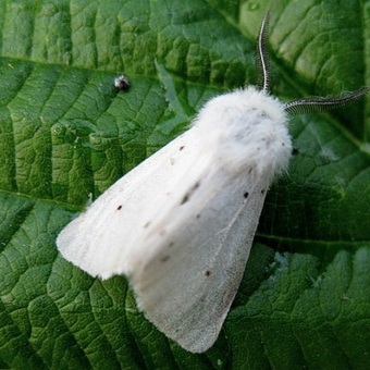 Butterfly kártevők fényképét és a nevét és hernyó kártevők és kerti