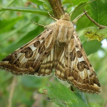 Butterfly kártevők fényképét és a nevét és hernyó kártevők és kerti