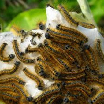 Butterfly kártevők fényképét és a nevét és hernyó kártevők és kerti