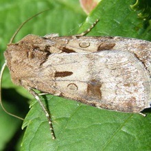 Butterfly kártevők fényképét és a nevét és hernyó kártevők és kerti