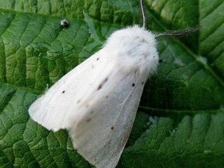 Butterfly kártevők fényképét és a nevét és hernyó kártevők és kerti