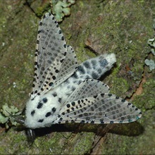 Butterfly kártevők fényképét és a nevét és hernyó kártevők és kerti