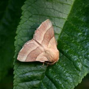 Butterfly kártevők fényképét és a nevét és hernyó kártevők és kerti