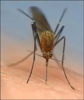 Baktitsid - környezetbarát eszközök megsemmisítésére szúnyoglárvák