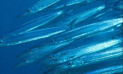 Barracuda - a hal annyira más (hal) Barracuda - a hal annyira más