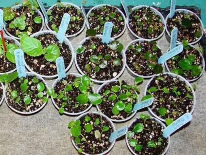 Begonia vechnotsvetuschaya szükség beltéri termesztés, hogyan növekednek és szaporodnak mag