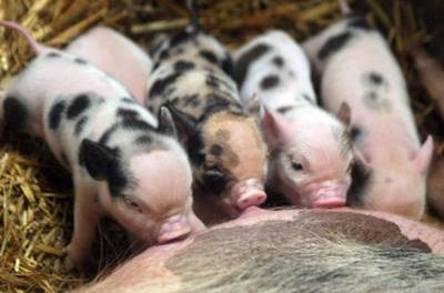 Bacon sertés, állatállomány (fajta) Bacon sertések, az állattenyésztés