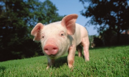 Bacon sertés és jogukat hizlal - agroxxi (szalonna sertés) Bacon sertés és jogukat hizlal - agroxxi