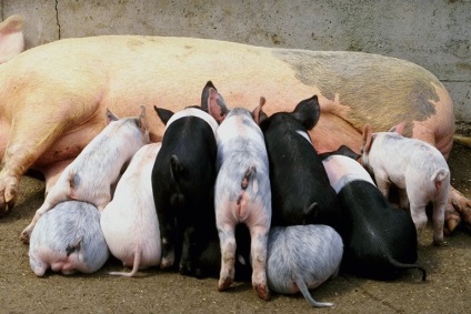 Bacon sertés és jogukat hizlal - agroxxi (az első időszakban a hízósertések) Bacon sertés és jogukat hizlal - agroxxi