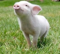 Bacon sertés és jogukat hizlal - agroxxi (jobbra) Bacon sertés és jogukat hizlal - agroxxi