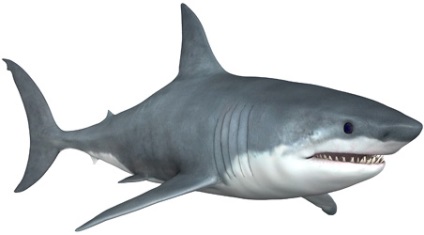 Fehér cápa - hasznos és káros tulajdonságait a hús fehér cápa