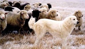 Fehér kutya egy szín, különböző méretű, különböző karakterek