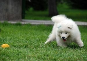 Fehér kutya egy szín, különböző méretű, különböző karakterek