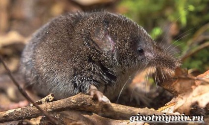 Fehérfogú cickány állatok (fehér fogú cickány állatok. Életmód és fehérfogú cickány élőhely) állati fehérfogú cickány