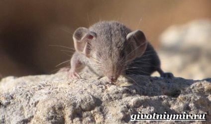 Fehérfogú cickány állatok (fehér fogú cickány) állati fehérfogú cickány