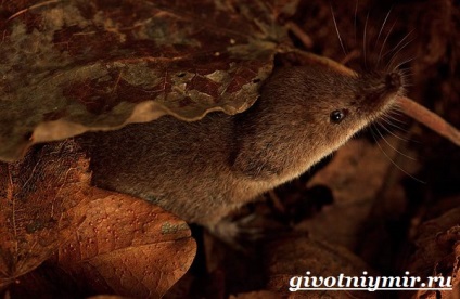 Fehérfogú cickány állatok (törpe fehérfogú cickány) állati fehérfogú cickány