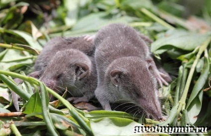 Állati fehérfogú cickány (szibériai cickány) állati fehérfogú cickány