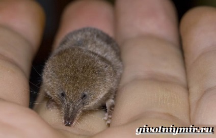 Állati fehérfogú cickány (a hossza a test a fej) állati fehérfogú cickány