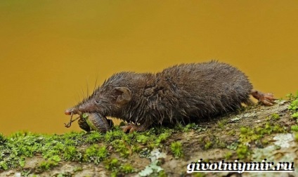 Állati fehérfogú cickány (szibériai cickány) állati fehérfogú cickány