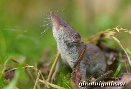 Fehérfogú cickány állatok (fehér fogú cickány állatok. Életmód és fehérfogú cickány élőhely) állati fehérfogú cickány