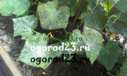 Betegségek az üvegházban uborka (uborka) Betegségei uborka üvegházban