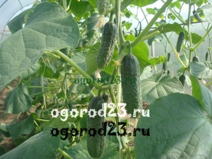 Betegségek az üvegházban uborka (táblázat Gamair táblázat) Betegségei uborka üvegházban