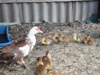 psittacosis betegség galambok tünetei és kezelése, fotó és videó