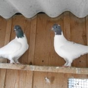 psittacosis betegség galambok tünetei és kezelése, fotó és videó (tünetek) psittacosis betegség galambok tünetei és kezelése, fotó és videó