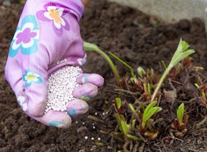 Bórsav a növények a kerti és konyhai kert beadási módok a különböző kultúrák