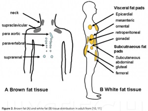 Barna zsírszövet emberben - Cikk - cmt tudományos megközelítés