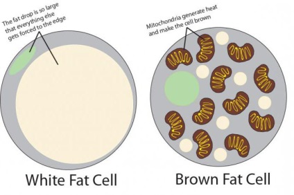 A barna zsírszövet emberben leírás, funkciók és jellemzők