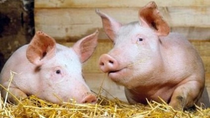 Az etetési hízó sertések a szalonna (hizlalás) Az etetési hízó sertések a szalonna