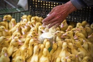 Mi a takarmány a kacsa otthon a nyári szakvéleményre (kacsa) Mi a takarmány a kacsa otthon a nyári szakvéleményre