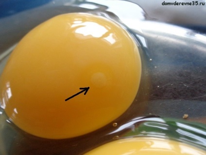 Чим запліднене яйце відрізняється від незаплідненого