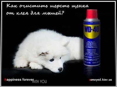 Hogyan mossa a ragasztó egerekben, mint (összetéveszthető valamilyen okból csak) A mosási ragasztó egerekben, mint