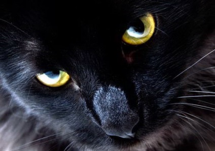 Black Cat in the Night (12 fotó) (jelek járó fekete macskákat) Black Cat in the Night (12 fotó)