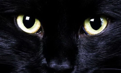Black Cat in the Night (12 fotó) (fotók) Black Cat in the Night (12 fotó)