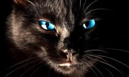 Black Cat in the Night (12 fotó) (fekete macska) Black Cat in the Night (12 fotó)