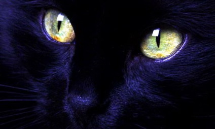 Black Cat in the Night (12 fotó) (cat) Black Cat in the Night (12 fotó)