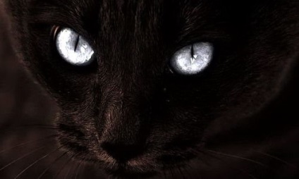 Black Cat in the Night (12 fotó) (fekete) Black Cat in the Night (12 fotó)