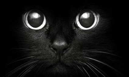Black Cat in the Night (12 fotó) (fekete) Black Cat in the Night (12 fotó)
