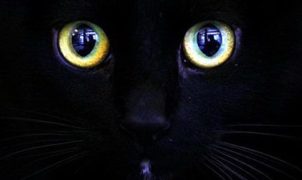 Black Cat in the Night (12 fotó) (jelek járó fekete macskákat) Black Cat in the Night (12 fotó)