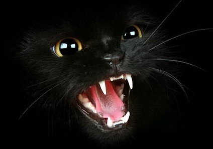Black Cat in the Night (12 fotó) (éjszaka) Black Cat in the Night (12 fotó)